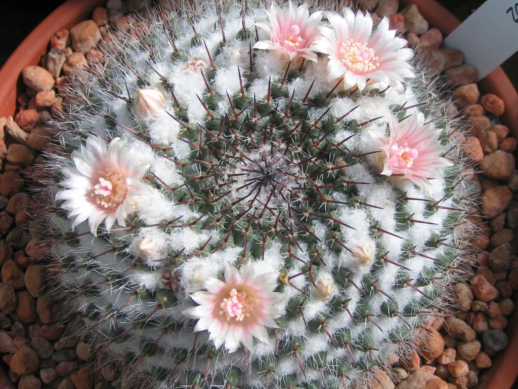 Mammillaria formosa